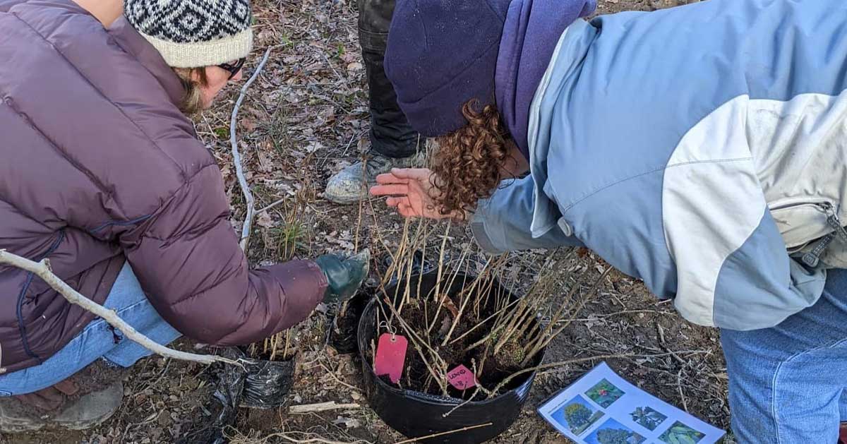 Hedgerow planting at Gravetye Estate