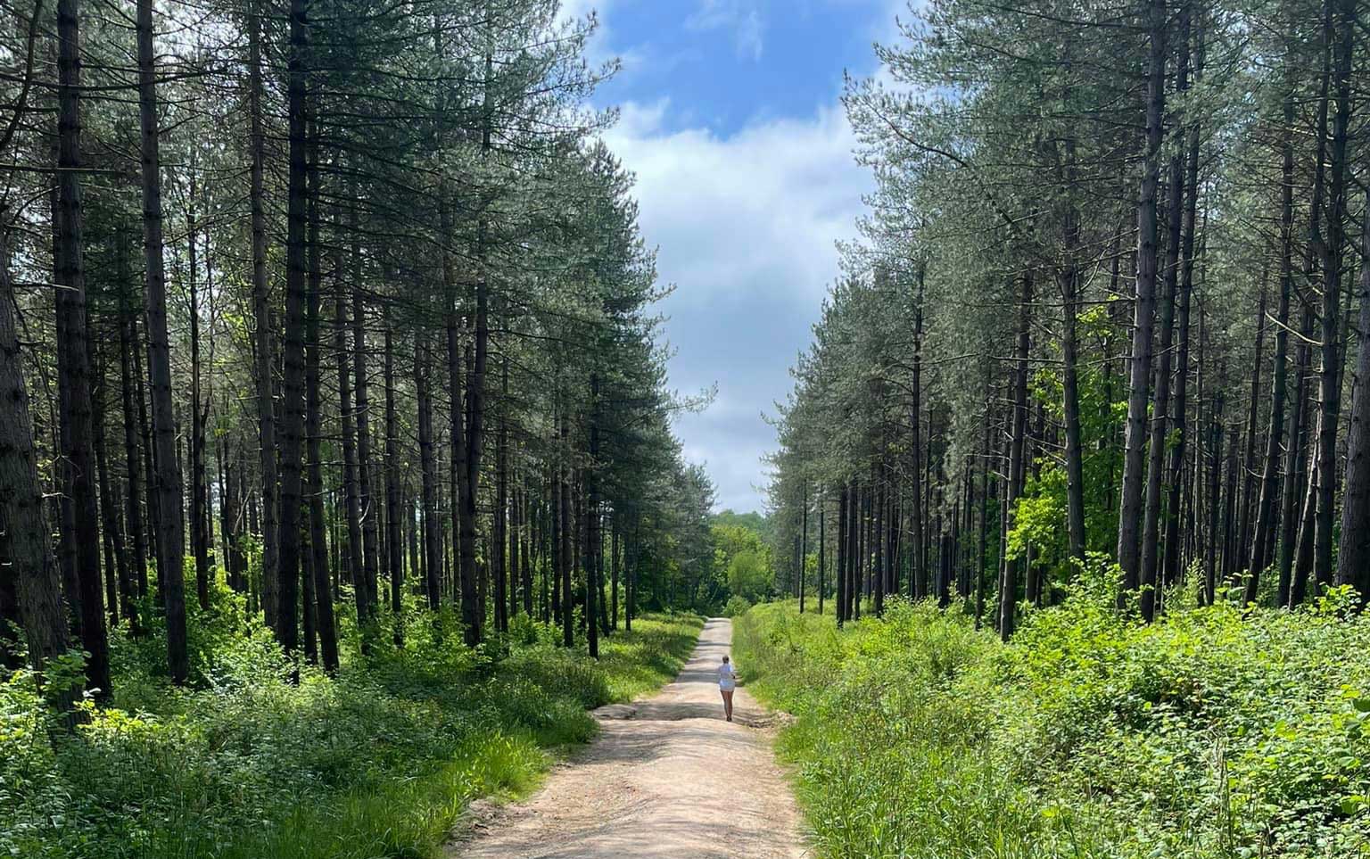 Gravetye Estate Forest Plans