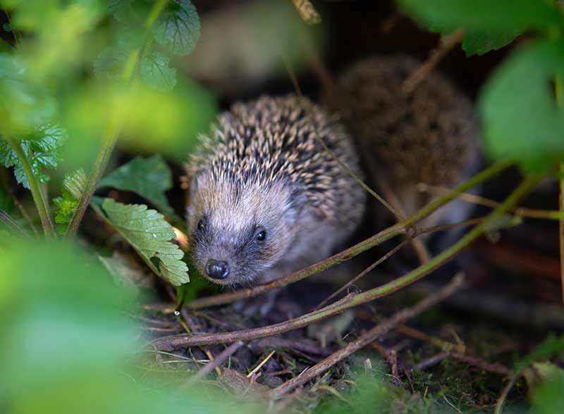 Wildlife at Gravetye