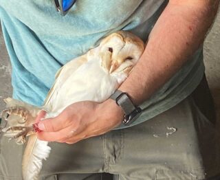 Sussex Barn Owl Group