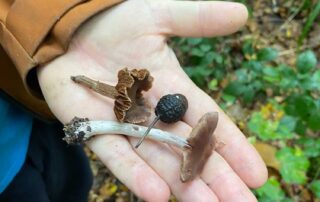 Sussex Fungus Group