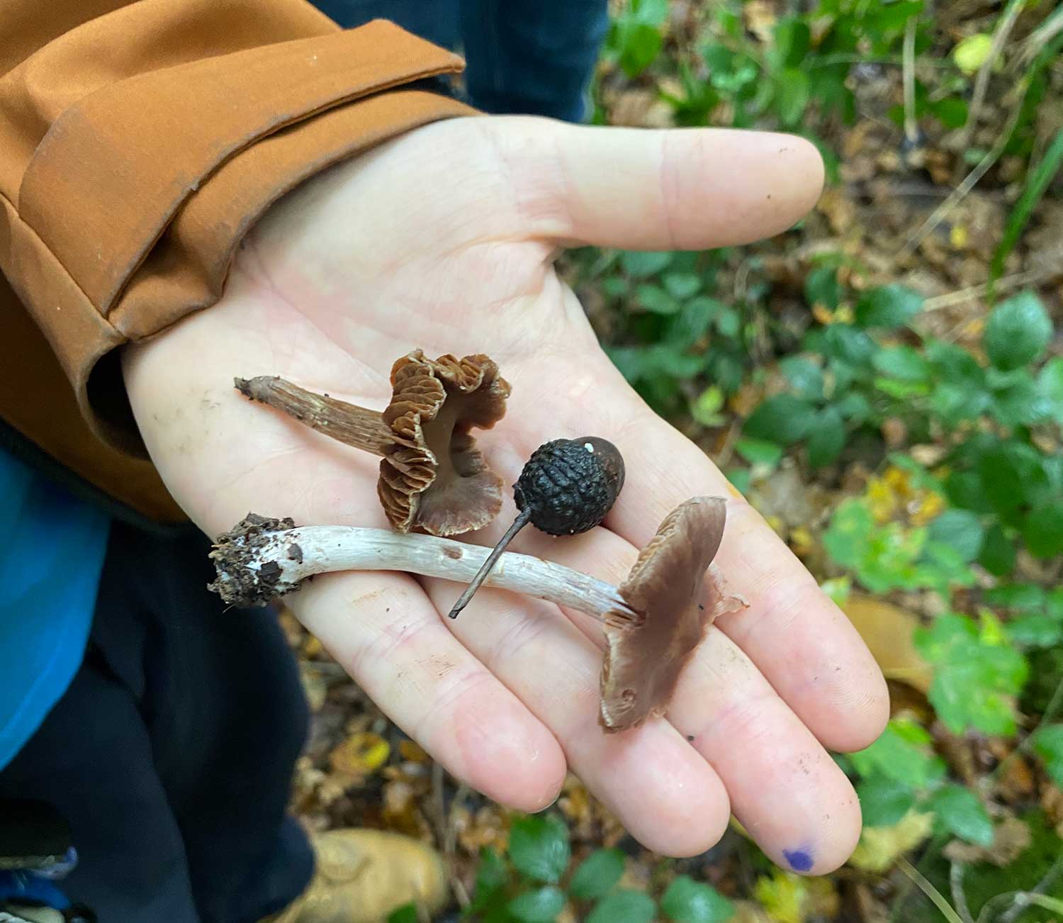 Sussex Fungus Group