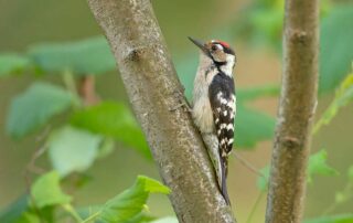 Lesser Spotted Woodpecker at Gravetye Estate